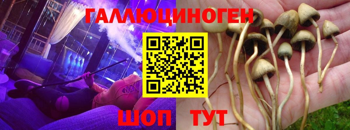 Псилоцибиновые грибы Cubensis Кандалакша